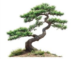 Elegant twisted pine tree showcasing unique growth patterns and vibrant green foliage photo