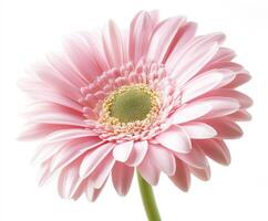 Stunning pink gerbera daisy bloom showcasing delicate petals and intricate details in a soft, bright setting photo
