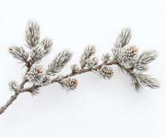 Frost-covered pine branch captured in detail during winter months in a forest setting photo