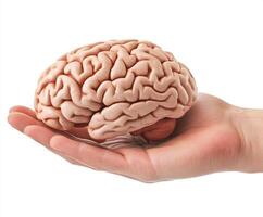 Human brain model held in a hand demonstrating anatomical structure and detail in a scientific context photo