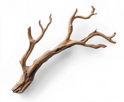 Natural driftwood branch showcasing intricate textures and shapes found on a beach during low tide photo