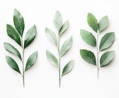 Collection of green leaves on a plain background showcasing different shapes and textures for botanical study or decoration photo