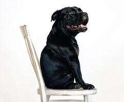 Black dog sitting majestically on a wooden chair against a plain background in a well-lit room photo