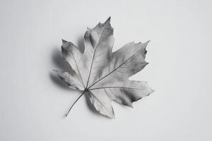Single Dried Maple Leaf Photography Minimalist Nature Image photo