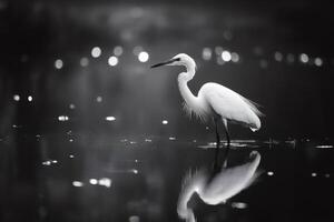 White heron standing in water with reflection and bokeh effect in black and white photo