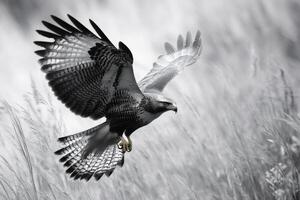 Red-tailed hawk gliding over tall grass in black and white photo