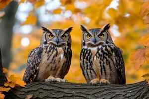 Two great horned owls perched on branch in autumn photo