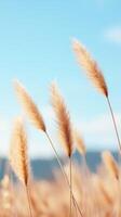 Golden grass sways gently in the breeze under a clear blue sky in an open field during a warm afternoon photo