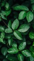 Moist green leaves glistening after rain create a vibrant nature backdrop in a lush garden setting photo