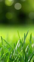 Lush green grass with dew glistening in the early morning sunlight in a tranquil outdoor setting photo