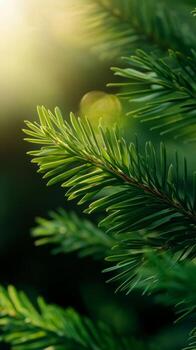 Close-up of vibrant green pine needles illuminated by soft sunlight in a forest setting photo