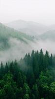 Majestic view of a misty forest landscape in the mountains during early morning hours photo