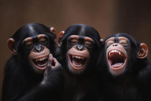 Three playful chimpanzees laughing together in a natural habitat setting during the afternoon photo