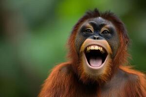 Happy orangutan expressing joy in a lush forest environment during daylight hours photo