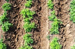 Rows of potato bushes plantation on farm field. Agriculture, growing food vegetables. Cultivation and care, harvesting in late spring. Agroindustry and agribusiness. Order and rules of landing spacing photo