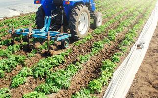 Farmer on a tractor loosens compacted soil between rows of potato bushes. Crop care. Farming agricultural industry. Improving quality of ground to allow water and nitrogen air to pass through to roots photo