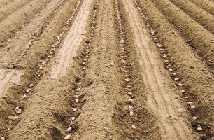Seed sprouted potatoes are planted in rows in the ground before soil digging closing. The process of planting a potato plantation. Farming and agricultural industry. Agribusiness. Soil preparation. photo