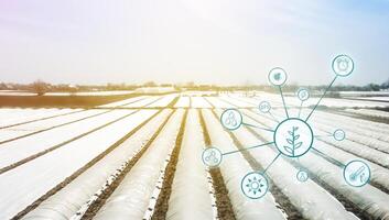 Farm plantation fields covered with spunbond agrofibre. Technology and digitalization. Confronting climate change. Concept of managing conditions and processes in agribusiness for an earlier harvest. photo