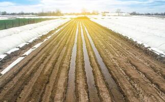 Watering rows of carrot plantations in an open way. Heavy copious irrigation after sowing seeds. Agriculture agribusiness, farmland. New farming planting season. Moisturize soil and stimulate growth. photo