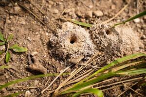 Detailed CloseUp View of Anthill Entrances Situated in a Natural Soil Environment with Surrounding Elements photo