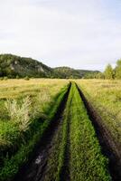 A winding dirt road stretches through a vibrant field filled with lush green plants, creating a natural and picturesque scene in the landscape that captures the essence of rural beauty photo