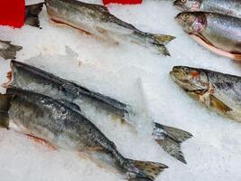 A whole assortment of fish placed on a bed of ice, displayed beautifully, with a bright red sign in the background catching the viewers attention as they observe the scene photo