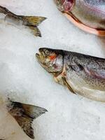 This image showcases a detailed closeup view of a fresh fish resting on a bed of ice, highlighting its glistening scales and vibrant colors, which emphasize the marine life it represents photo