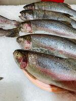 A collection of various fish are beautifully arranged and sitting on a plate, which is resting on ice, ensuring their freshness and inviting presentation for potential diners photo