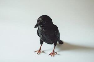 Close-Up of a Black Bird with Glossy Feathers and Sharp Beak photo