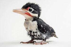 A baby bird with black and white feathers photo