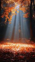 Autumn sunlight through forest canopy, leaves on ground. Nature wallpaper, website background photo