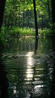 Sunlit swamp forest, tranquil water ripples, nature scene, serene background, ideal for relaxation photo