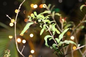 Light Floral Multipurpose Background photo