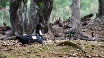 Common Duck with Migratory Birds, Wildlife in Wetlands, Ducks in Natural Lake, Waterfowl Habitat, Birdwatching Scene video