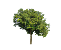 Green tree on transparent background, a tree on a transparent background, a tree with leaves on it, isolated on a transparent background, png