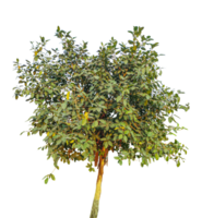 Green Lush Tree, a tree with leaves on it, isolated on a transparent background, a tree on a transparent background, a tree with leaves on it, png