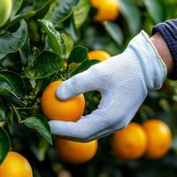 Farmland investment benefits. A hand in a glove picking an orange from a tree. photo