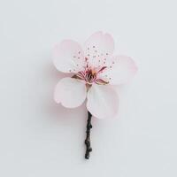 Cherry blossom minimal, Delicate pink cherry blossom on a light background. photo