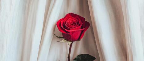 Rose in minimal Valentine's day background. A red rose partially hidden behind elegant curtains. photo