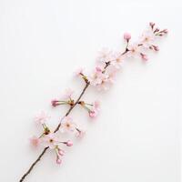 Cherry blossom minimal, Delicate cherry blossom branch on a plain background. photo