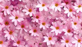 Pink flowers are shown in a field of pink flowers photo