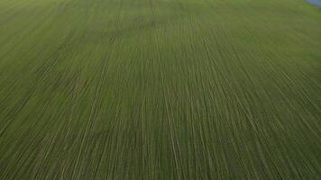 Bird's-eye view of a green field .Sowing campaign in Belarus.Nature Of Belarus.Own green field at sunset video