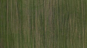 Bird's-eye view of a green field .Sowing campaign in Belarus.Nature Of Belarus.Own green field at sunset video
