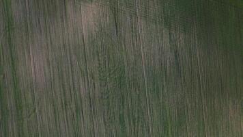 Bird's-eye view of a green field .Sowing campaign in Belarus.Nature Of Belarus.Own green field at sunset video