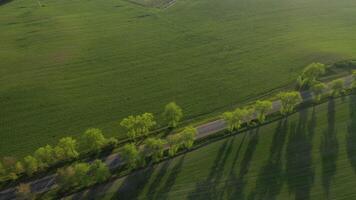 Aerial view of a green field and a road .Green field in Europe.Nature Of Belarus.Sown green field at sunset and the road video