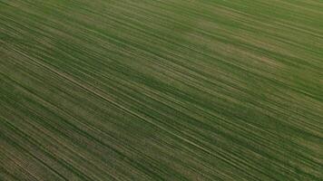 Bird's-eye view of a green field .Sowing campaign in Belarus.Nature Of Belarus.Own green field at sunset video