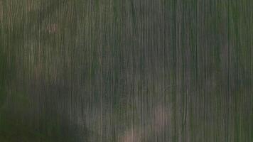 Bird's-eye view of a green field .Sowing campaign in Belarus.Nature Of Belarus.Own green field at sunset video