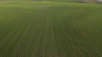Bird's-eye view of a green field .Sowing campaign in Belarus.Nature Of Belarus.Own green field at sunset video