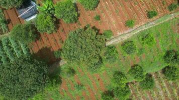 Aerial view green fields surrounded by large and small trees. Traditional fertile agricultural land in the mountians with organized stripe patterns. video
