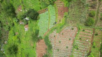 Aerial view agricultural traditional landscape with neat patterns and shady trees. The vegetation includes various crops thriving on fertile red soil. video